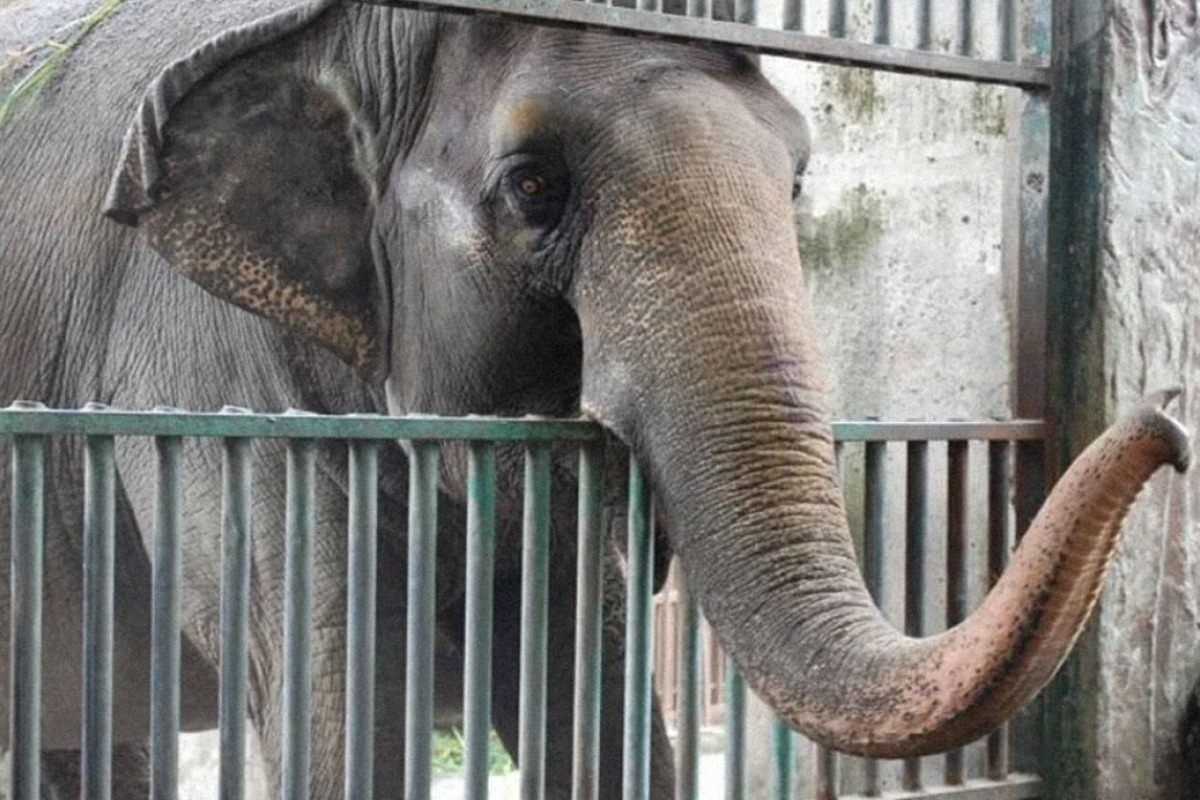 Πέθανε ο πιο μοναχικός και θλιμμένος ελέφαντας του κόσμου