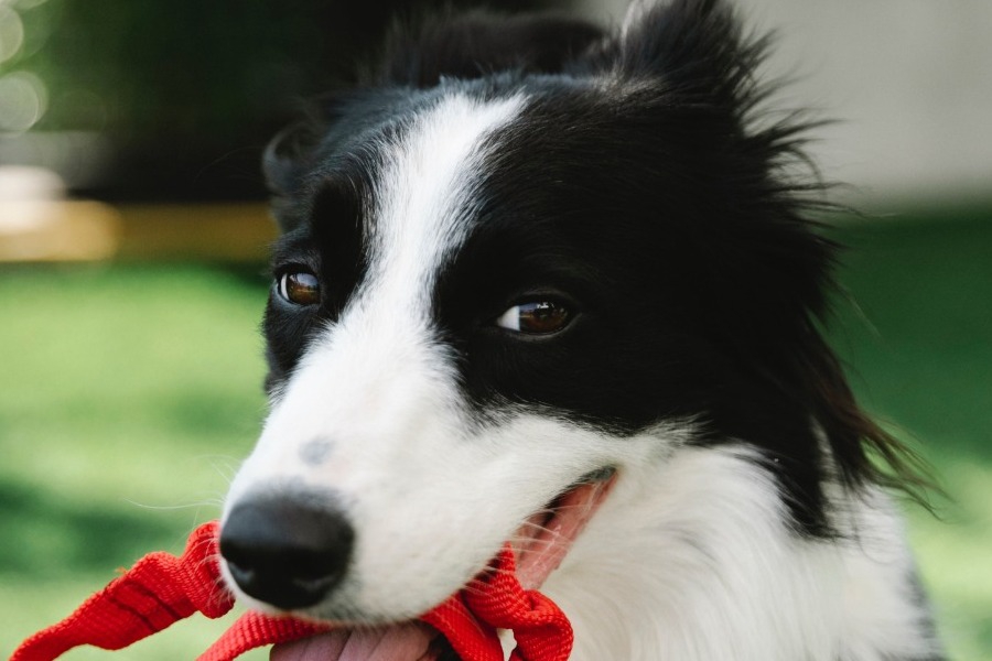 Έρχονται τα πρώτα πέντε πάρκα σκύλων στις γειτονιές της Θεσσαλονίκης
