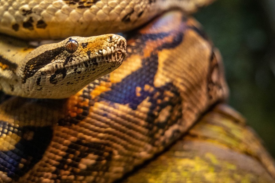 «Δεν γνωρίζαμε ότι έχει αλλεργία» – Τι λέει η μητέρα της 39χρονης που τη δάγκωσε οχιά