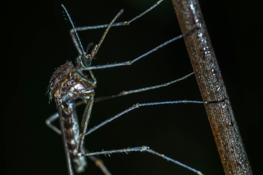 Γιατί έχουμε κουνούπια ακόμα και το χειμώνα πλέον στην Ελλάδα