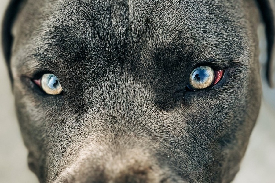 Επίθεση πιτ μπουλ σε 11χρονο στην Αρτέμιδα