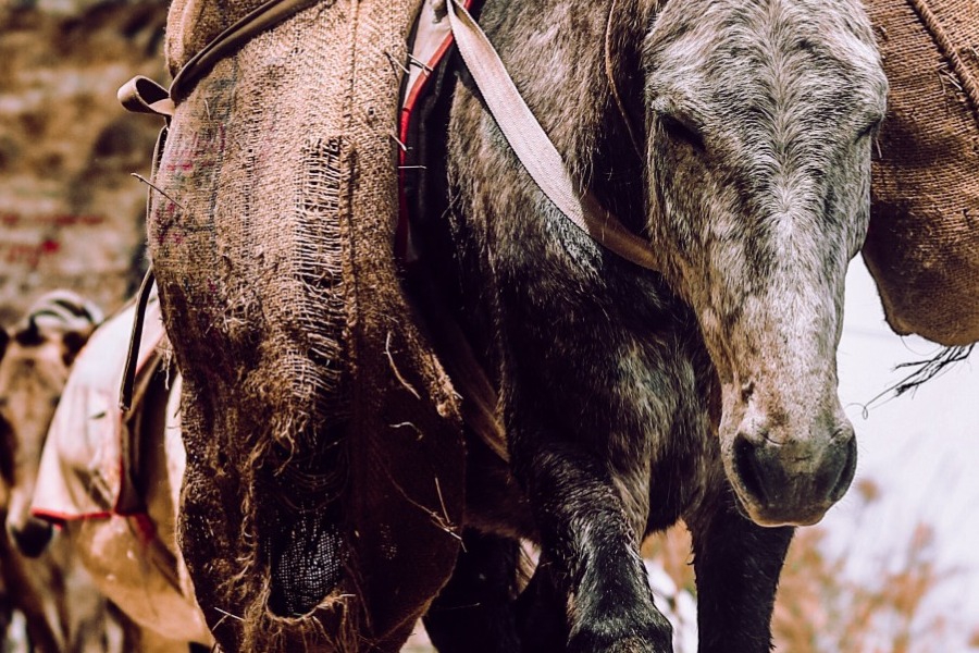 Οργή για νέες κακοποιήσεις ζώων σε Αρκαδία και Μυτιλήνη