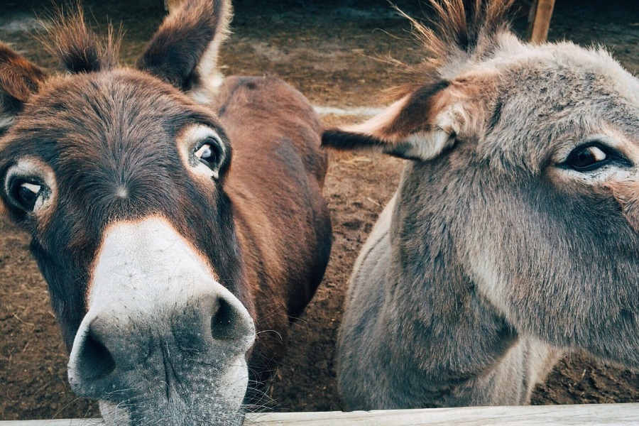 Απαγόρευση χρήσης ιπποειδών ως «ταξί»: Τι ζητούν οι φιλοζωϊκές