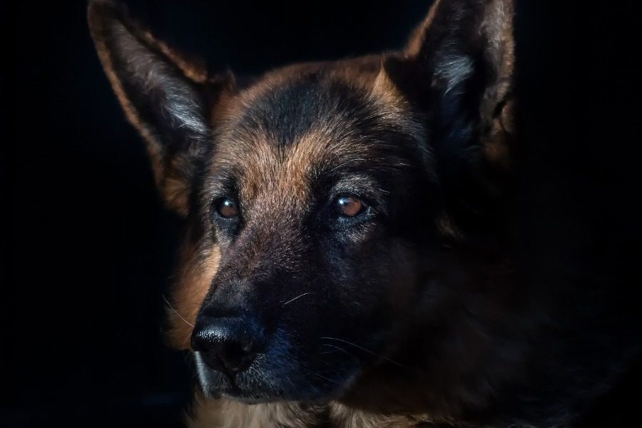 Τα μεταλλαγμένα σκυλιά του Τσέρνομπιλ: Tι άλλαξε μετά από 40 χρόνια