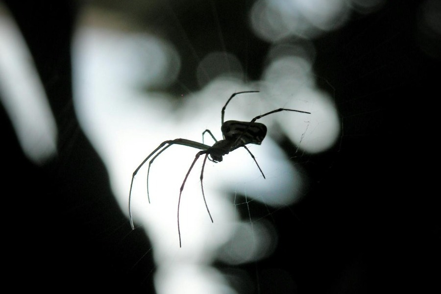 Η πιο επικίνδυνη αράχνη τσίμπησε κορίτσι 5 ετών στη Βρετανία