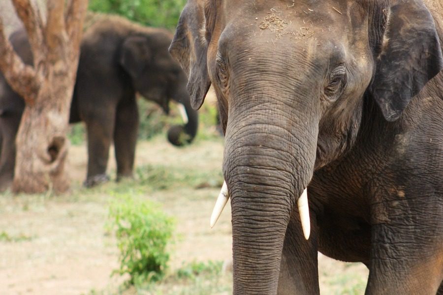 Η σοκαριστική φωτογραφία του ελέφαντα που δουλεύει 25 χρόνια μεταφέροντας τουρίστες