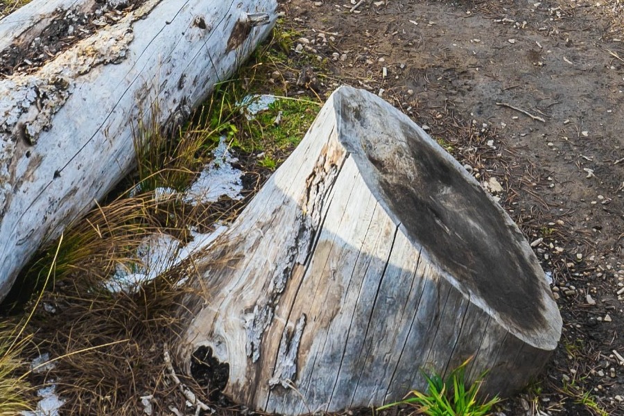 Χαλκιδική: Εκοβε ξύλα και καταπλακώθηκε από δένδρο