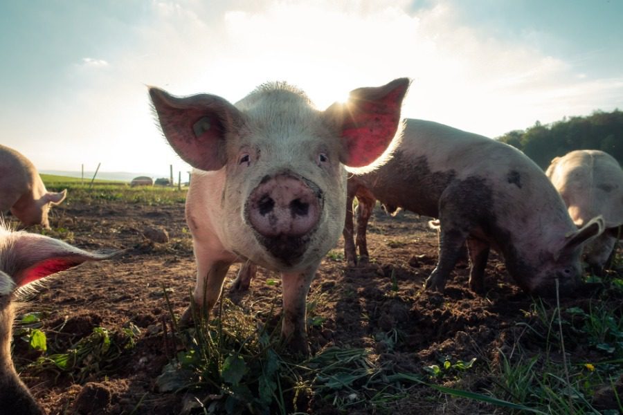 Σήμερα έμαθα: Τα γουρούνια τρώνε ανθρώπους πολύ πιο συχνά απ’ ότι νομίζουμε