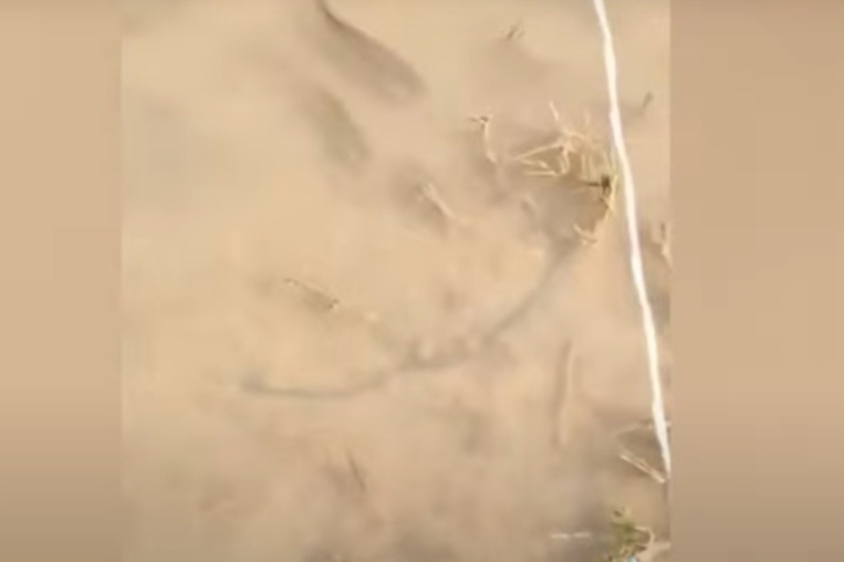 Λάρισα: Ψάρια κολυμπούν στα πεζοδρόμια της Γιάννουλης μετά την κακοκαιρία Daniel