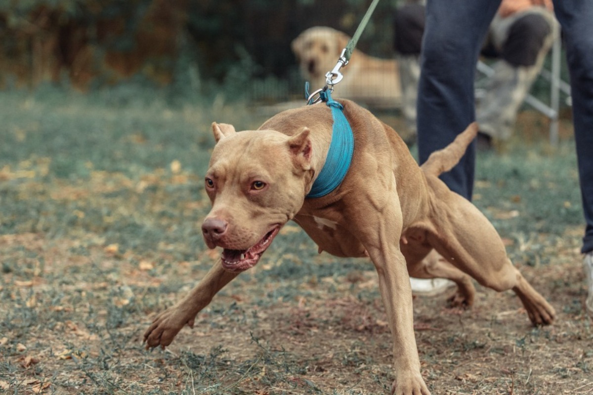 Τραγωδία στο Βύρωνα: Πίτμπουλ κατασπάραξε την 60χρονη ιδιοκτήτριά του ‑ Τη βρήκαν σε λίμνη αίματος