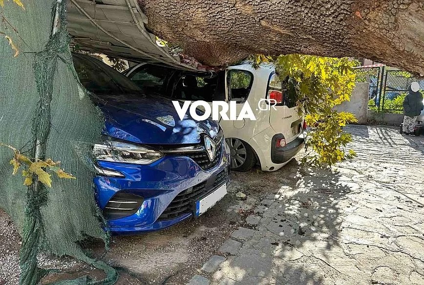 Θεσσαλονίκη: Οι θυελλώδεις άνεμοι ξερίζωσαν μεγάλο πλάτανο που καταπλάκωσε αυτοκίνητα