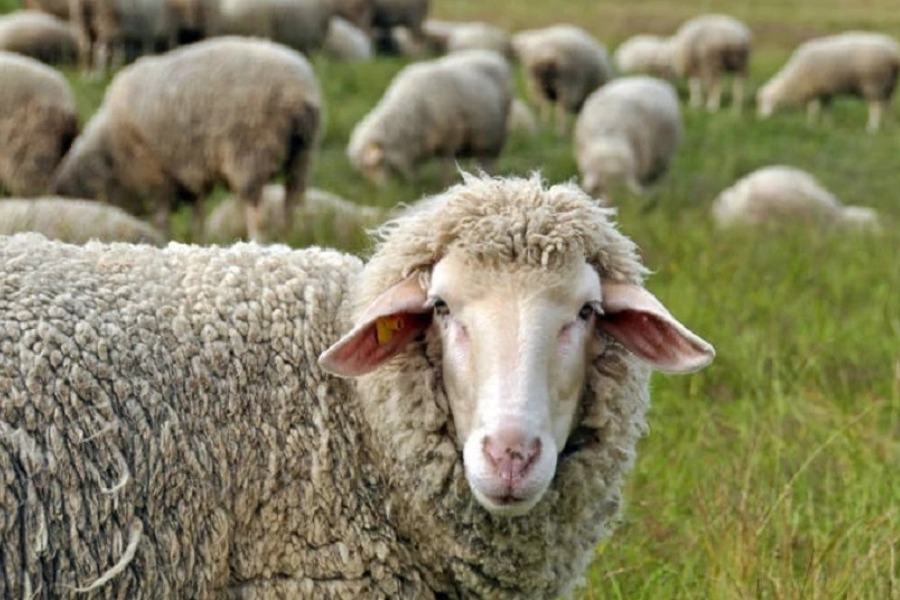 Βόλος: «Τα πρόβατα έφαγαν 300 κιλά χασίς, πηδούσαν πιο ψηλά από τα κατσίκια»