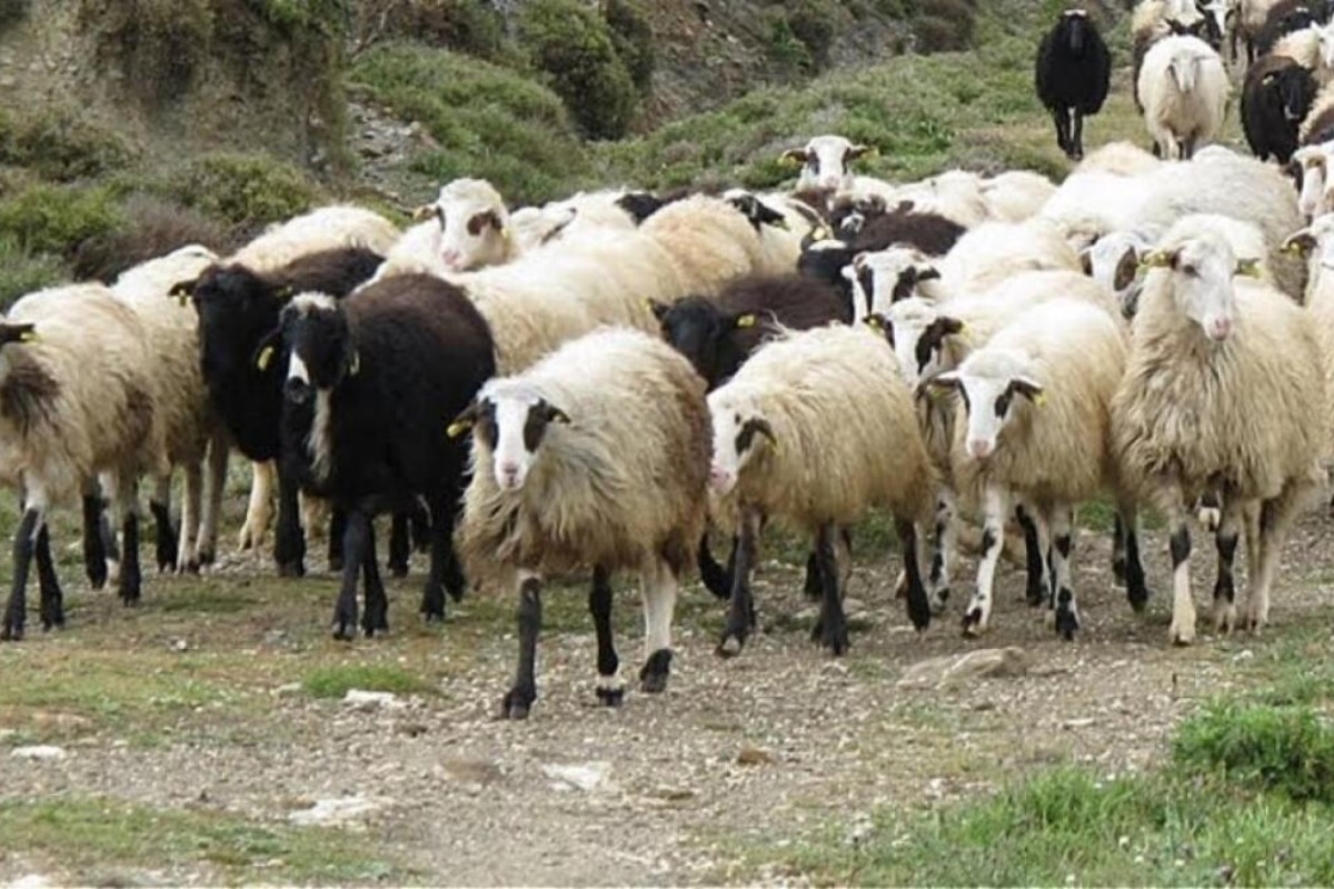Πρόβατα στη Μαγνησία έφαγαν 100 κιλά χασίς και «έκαναν κεφάλι»