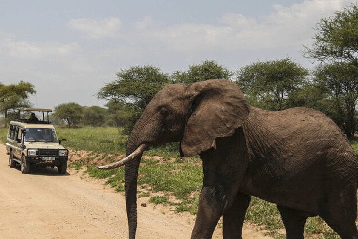 Zάμπια: Ελέφαντας 5 τόνων σκότωσε Αμερικανίδα τουρίστρια ‑ Σοκάρει το βίντεο από την τραγωδία