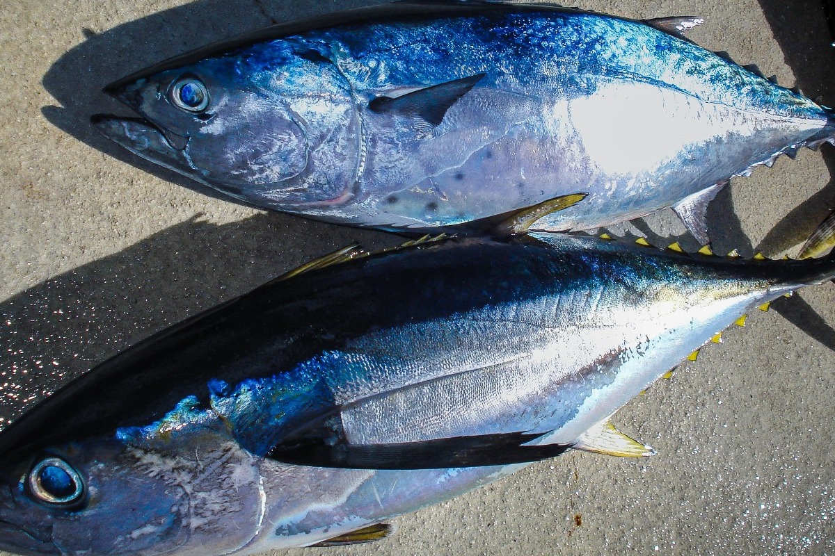 Αυτό είναι το ακριβότερο κατοικίδιο στον κόσμο