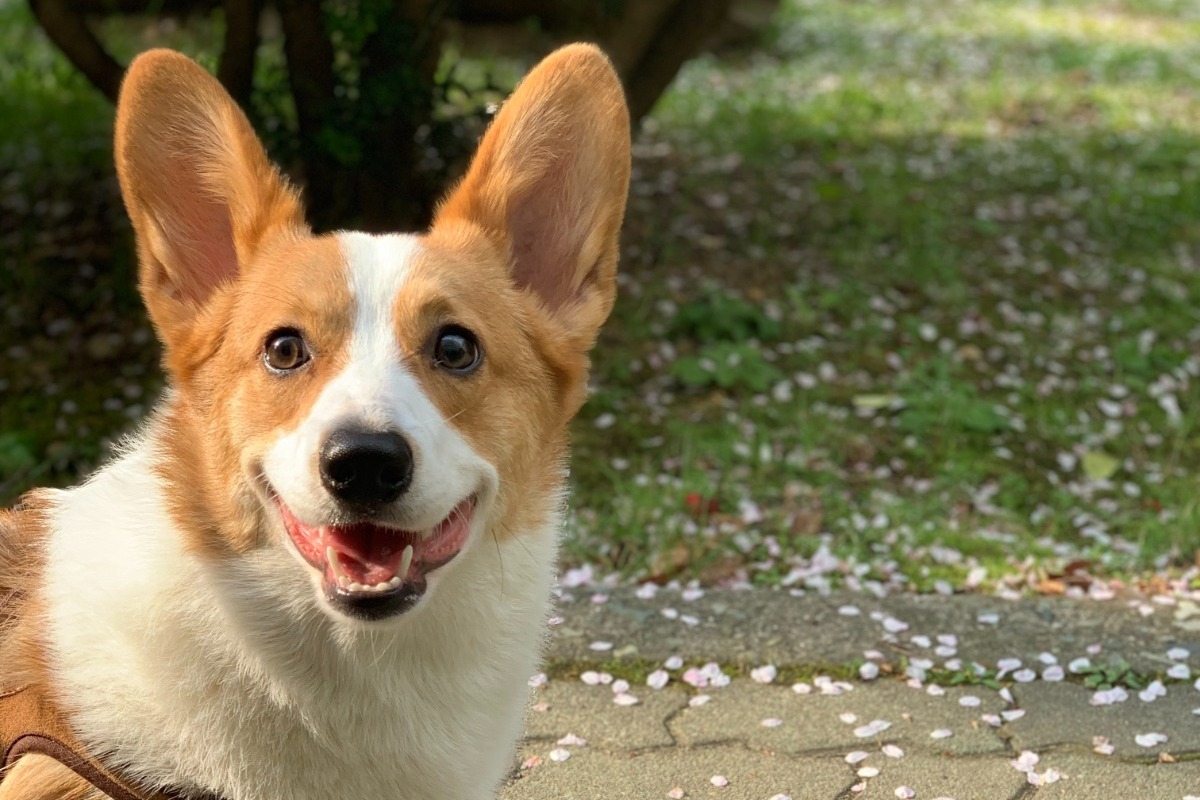 Αυτές οι ράτσες σκύλων έχουν τις πιο θετικές και χαρούμενες προσωπικότητες