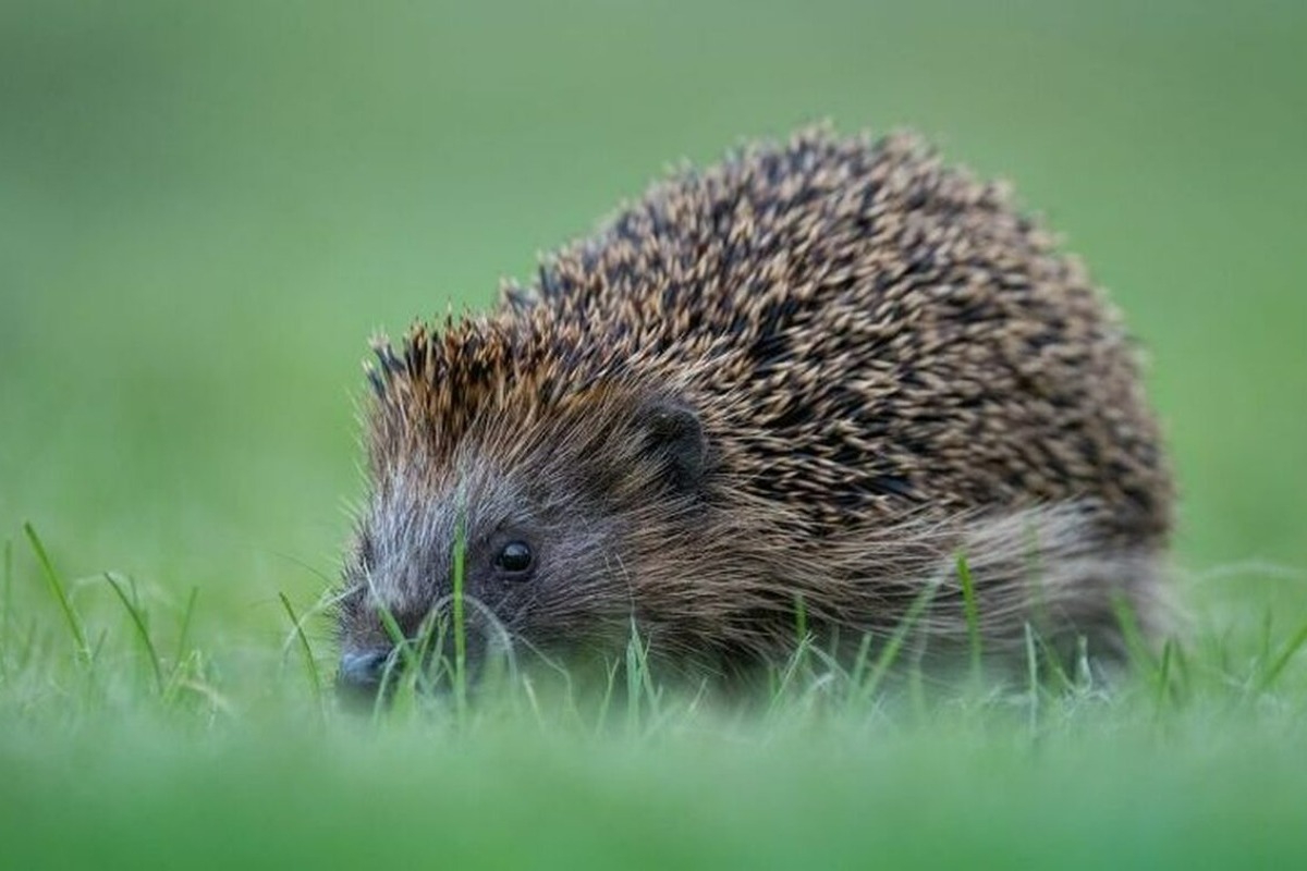 Θεσσαλονίκη: Δικογραφία σε βάρος 35χρονου που έψηνε... σκαντζόχοιρους!
