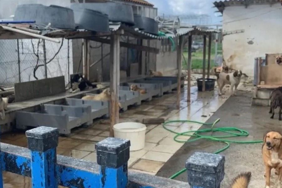 Θεσσαλονίκη: Φιλοξενούσε 94 σκυλιά υπό άθλιες συνθήκες υγιεινής