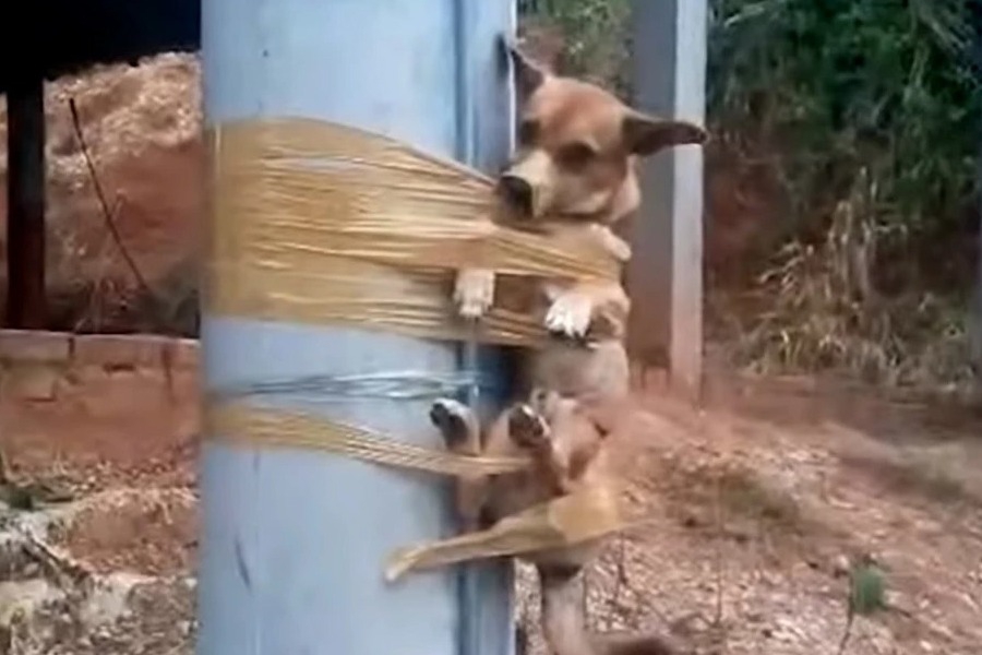 Αποτροπιασμός στην Κολομβία: Έδεσε σκυλάκι σε κολώνα επειδή έκανε την ανάγκη του στον κήπο του