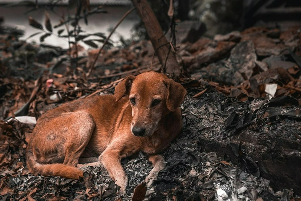 «Αυτή τη στιγμή θέλω να πεθάνω» ‑ Η ανάρτηση της υπεύθυνης του καταφυγίου στο Λαγονήσι που έγινε στάχτη