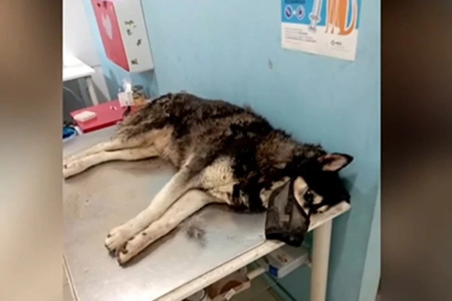 Κακοποίηση χάσκι στην Αράχωβα: «Είναι ξεκάθαρη η συγκάλυψη»