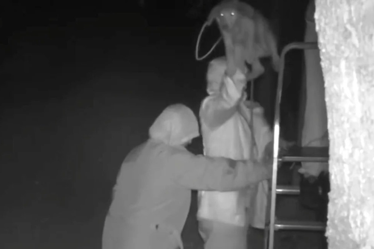 Βίντεο φρίκης από καταφύγιο στην Κέρκυρα: Πετάνε από μεγάλο ύψος σκυλιά για να τα ξεφορτωθούν