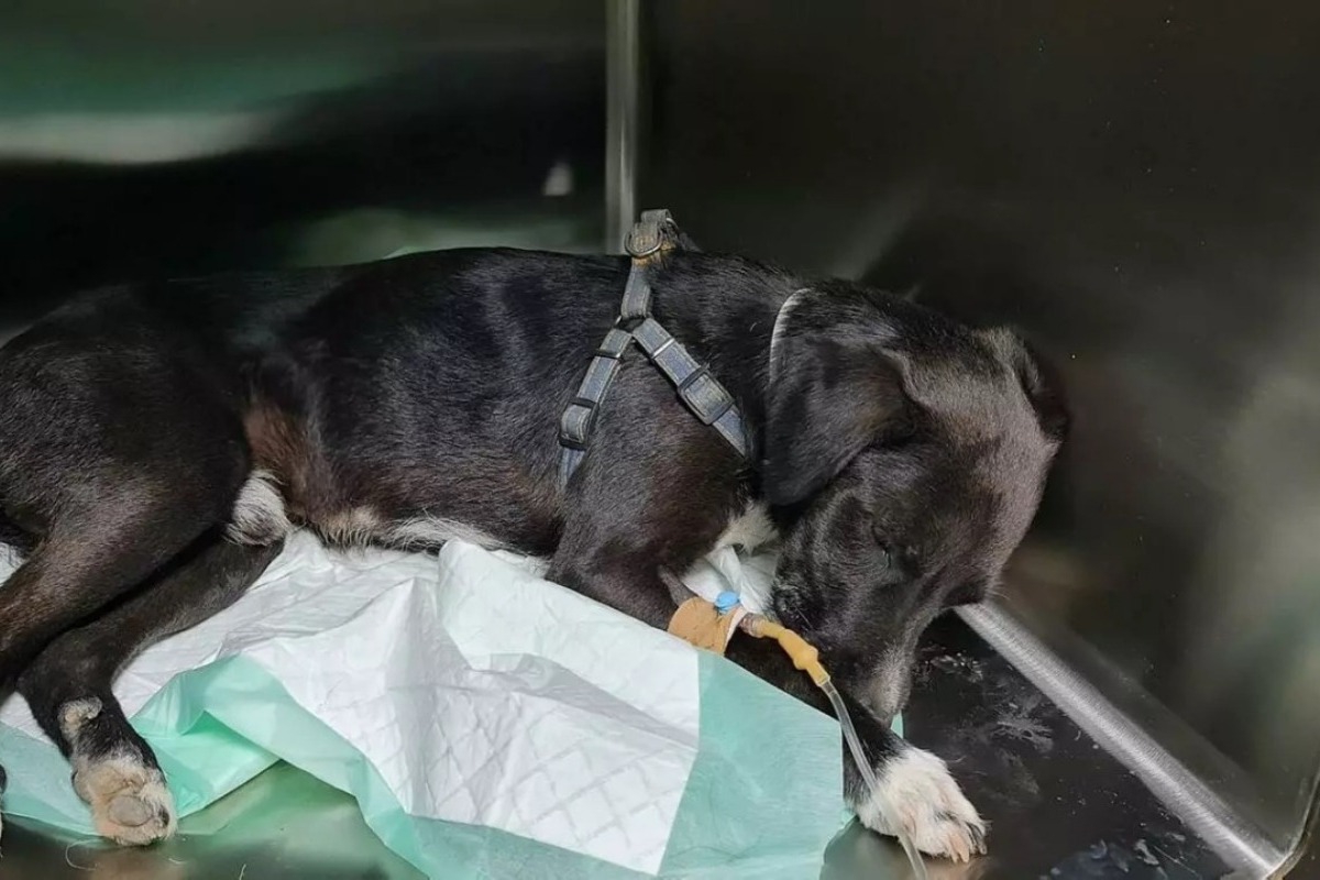 Κτηνωδία στην Κρήτη: Προσπάθησαν να ευνουχίσουν σκύλο