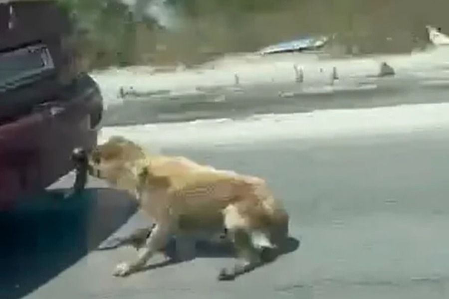 Πρόστιμο 30.000 στον άνδρα που έσερνε το σκύλο με το αυτοκίνητο