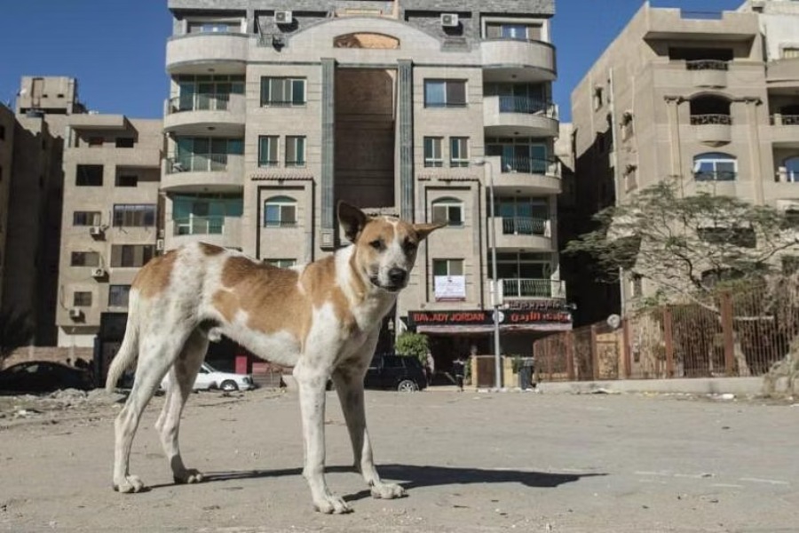 Γιατί υπάρχουν 15 εκατομμύρια αδέσποτοι σκύλοι στην Αίγυπτο;