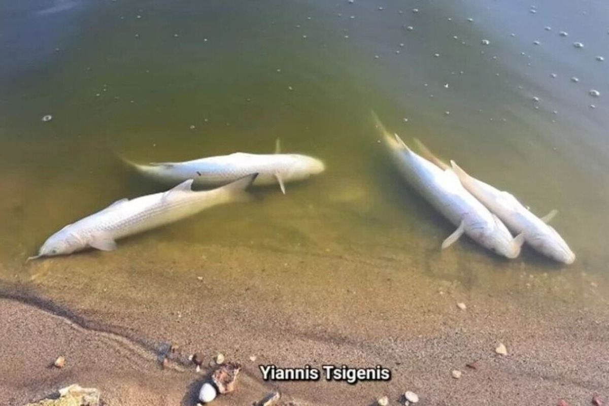 Γέμισε vεκρά ψάρια το φράγμα Αποσελέμη στο Ηράκλειο