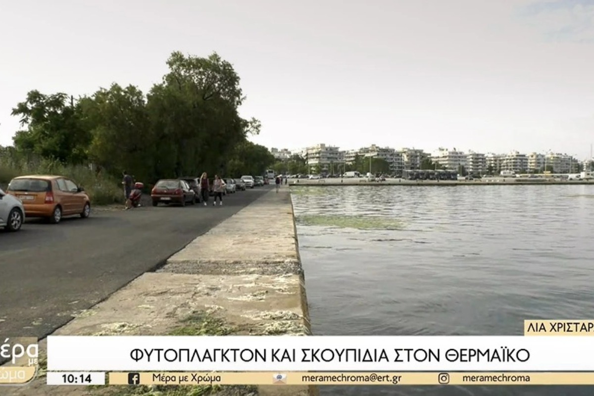 Σοκ στη Θεσσαλονίκη: Γεμάτος από λευκές μέδουσες και σκουπίδια ο Θερμαϊκός