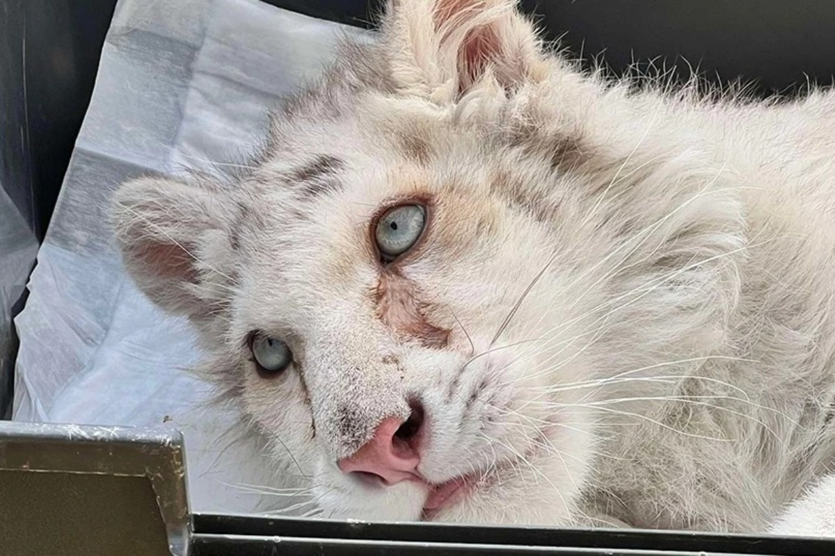 Σε κρίσιμη κατάσταση το τιγράκι Χασίγια