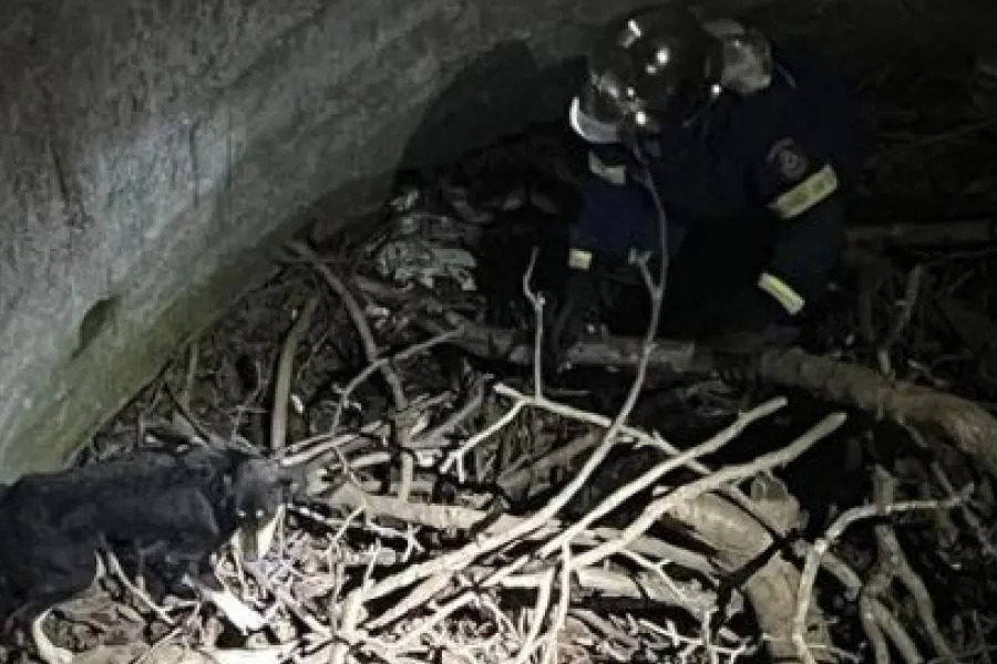 Σκύλος κλαίει γοερά σε πηγάδι ‑ Ρίγη συγκίνησης με τη διάσωσή του