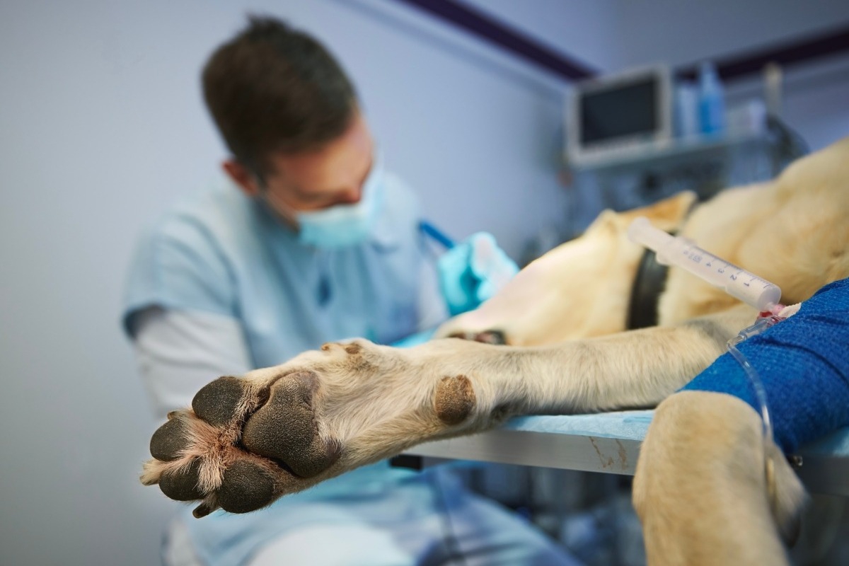 Βρέθηκε προφυλακτικό στο στομάχι σκύλου στον Ωρωπό ‑ Εξετάζεται το ενδεχόμενο να έπεσε θύμα βιασμού