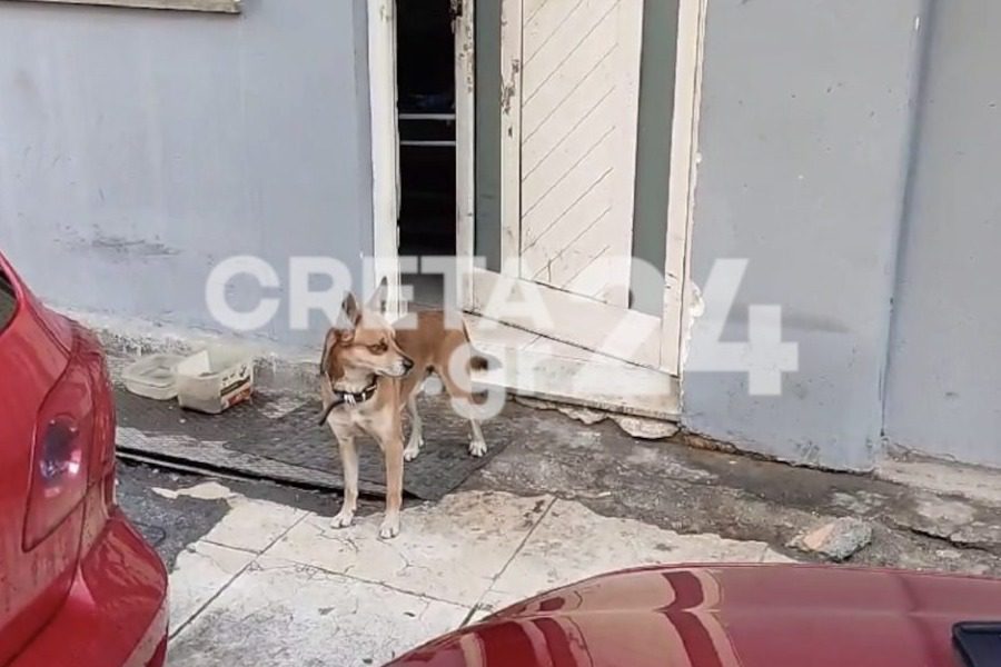 Χανιά: Ο σκύλος του άνδρα που βρέθηκε νεκρός τον περιμένει στην πόρτα