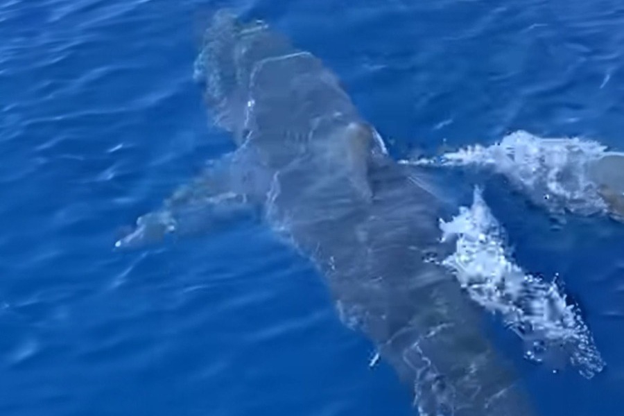 Τρόμος στη Ζάκυνθο: Καρχαρίας κολυμπά δυο μίλια από την ακτή δίπλα σε σκάφος