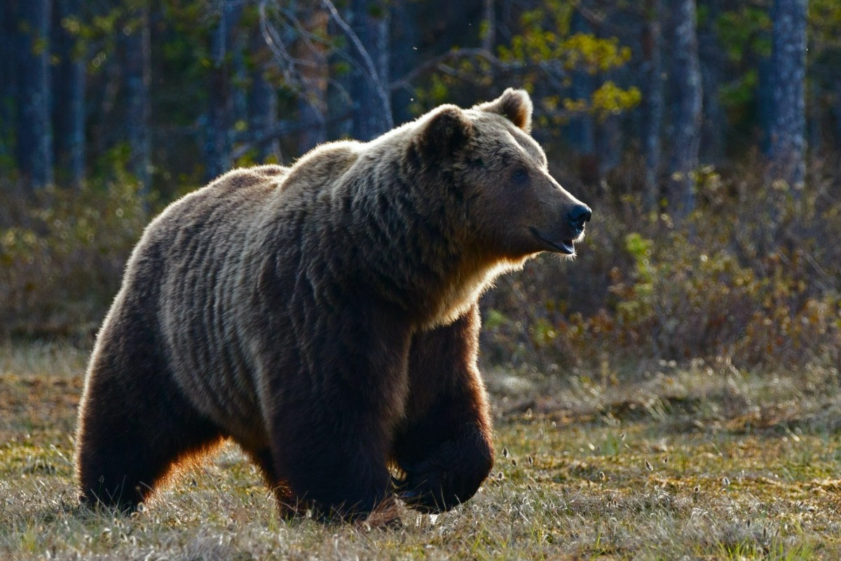 Αρκούδα πάλευε να σώσει τα μικρά της στη Φλώρινα