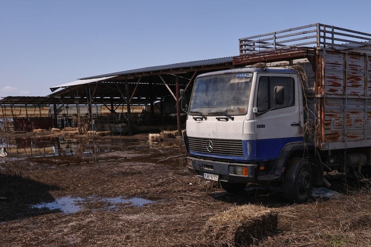 Θεσσαλία: Πάνω από 220.000 νεκρά ζώα οδηγούνται σε υγειονομική ταφή ή καύση