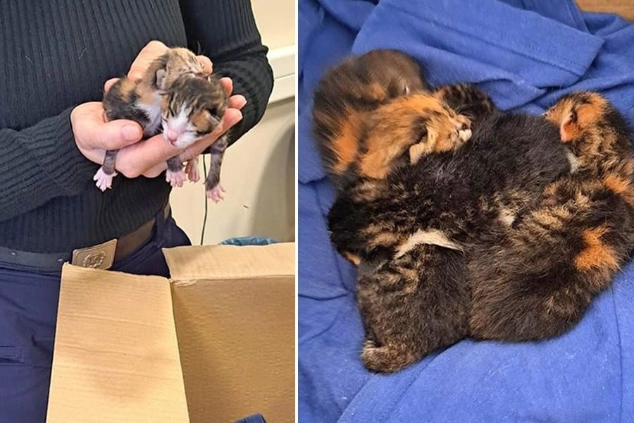 Βόλος: Αντιμέτωπη με πρόστιμο €120.000 η 75χρονη που πέταξε στα σκουπίδια τέσσερα γατάκια