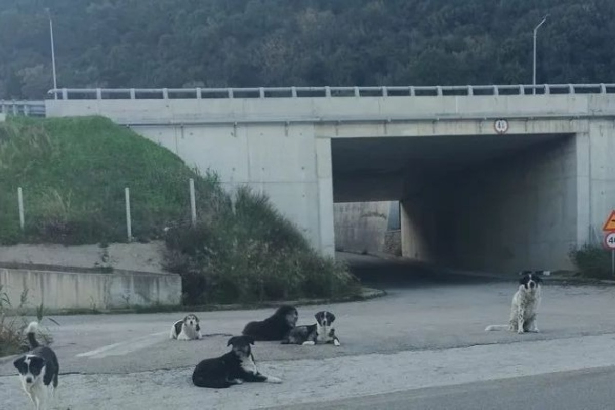 Πάτρα: Τρόμος από σκύλους σε Εγλυκάδα και Ψαθόπυργο – Ανενόχλητες οι αγέλες κατά κατοίκων