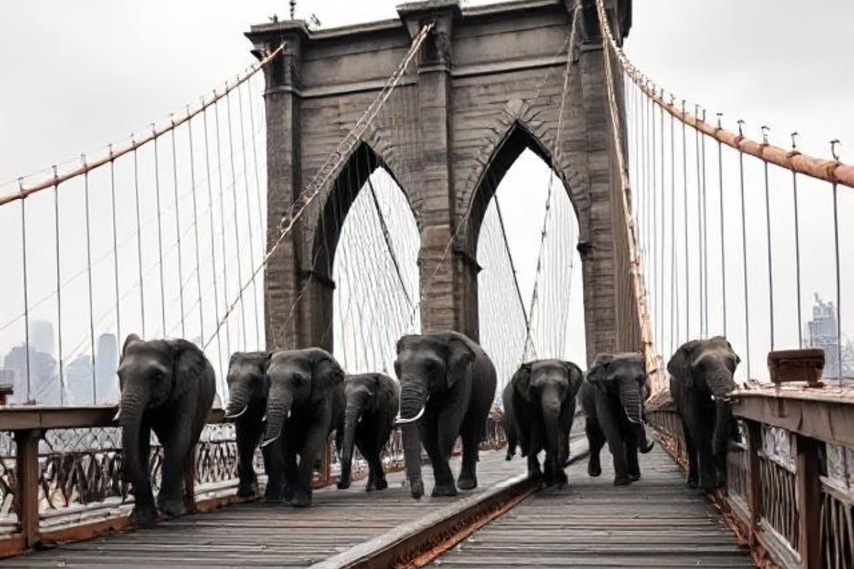Το πιο απίθανο crash test της ιστορίας: 21 ελέφαντες στη Γέφυρα του Μπρούκλιν