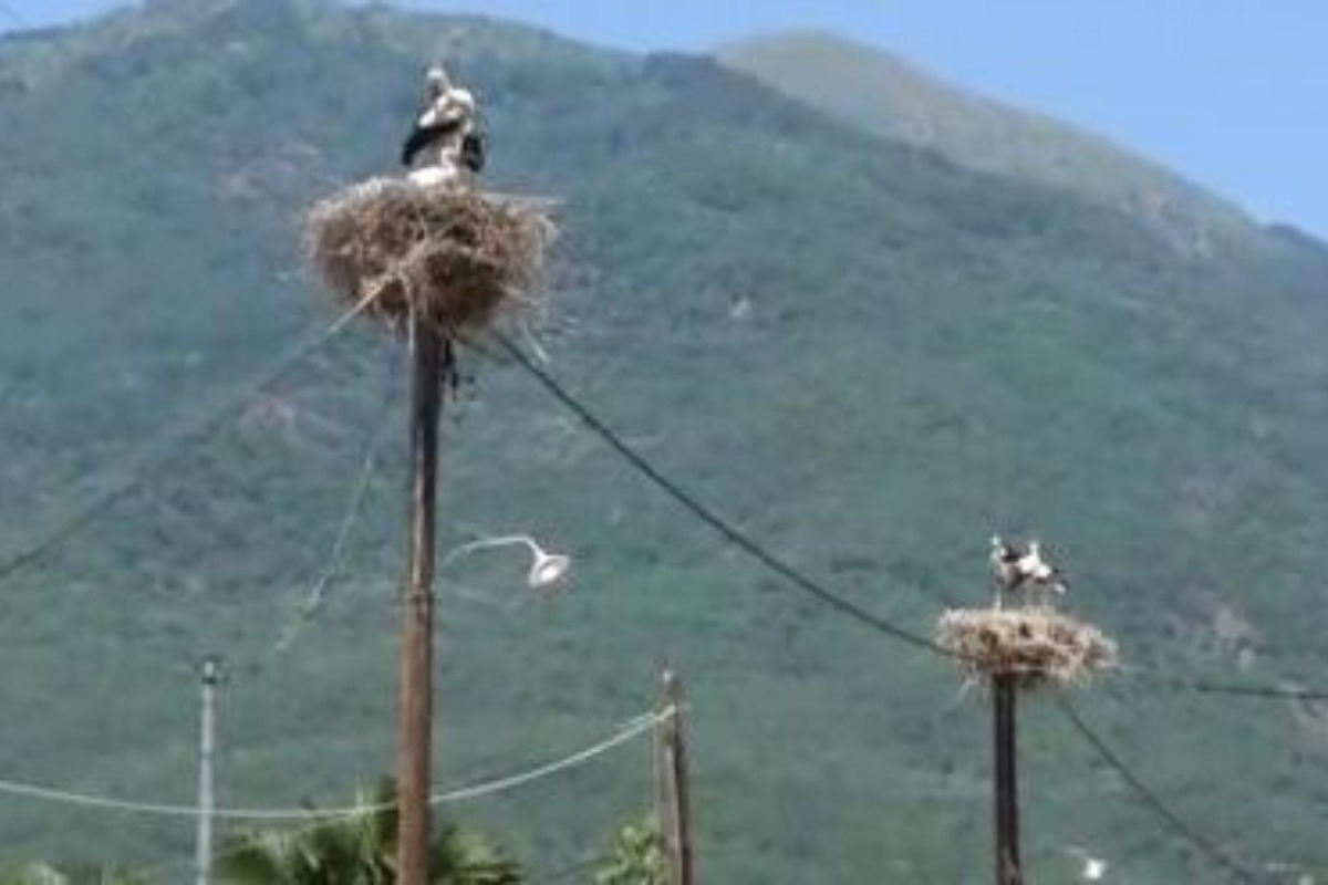 Θρακικό Σερρών: Το χωριό που οι πελαργοί είναι περισσότεροι από τους κατοίκους