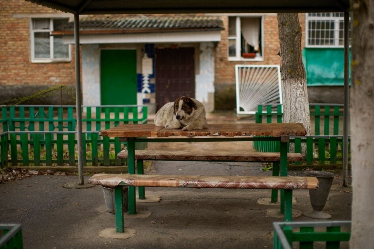 Τρόμος στο Τσέρνομπιλ: Τα σκυλιά κοντά στην πυρηνική καταστροφή μεταλλάχθηκαν ‑ Απέκτησαν υπερδύναμη
