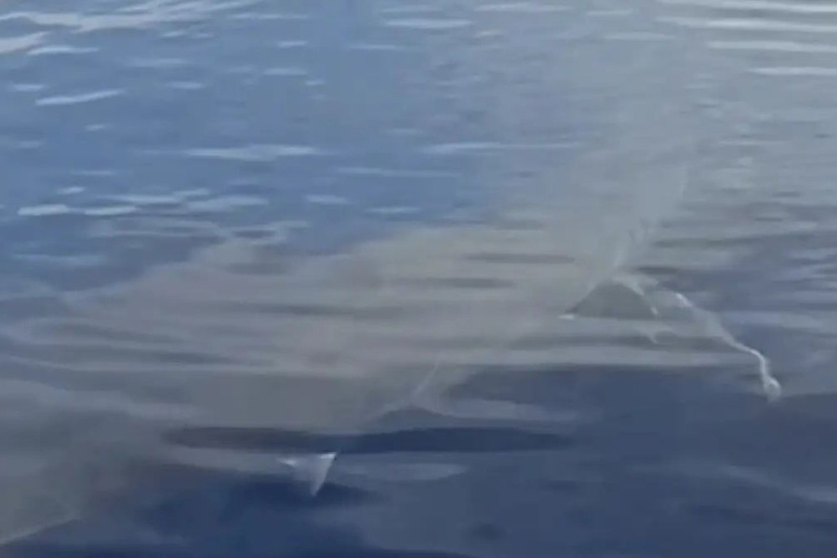 Βίντεο με λευκό καρχαρία στην Κάρπαθο ανέβασε ψαράς στο TikTok