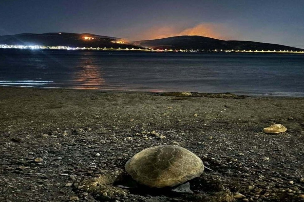 Συγκλονιστικές εικόνες: Χελώνα καρέτα ‑ καρέτα γέννησε ενώ μπροστά της καιγόταν η Κερατέα