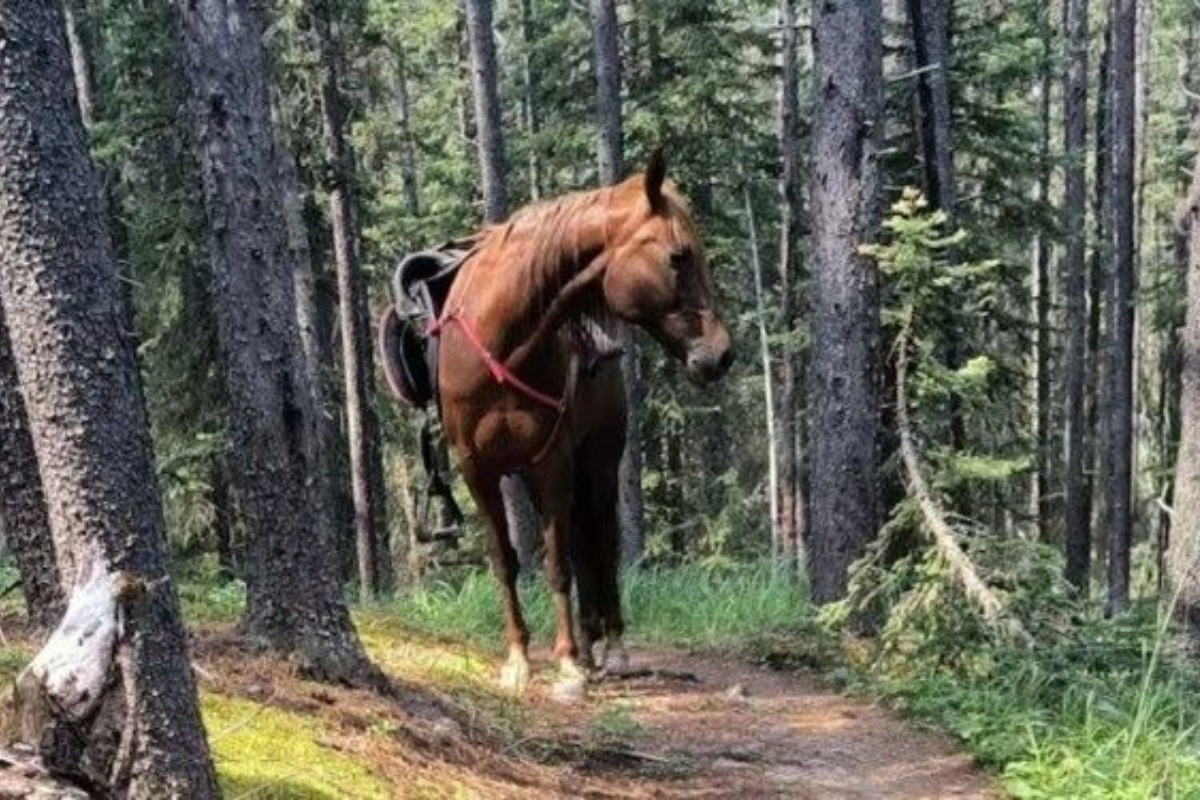 Βόλος: Σύλληψη άντρα για ζωοκτονία ‑ Τα σκότωσε με καραμπίνα