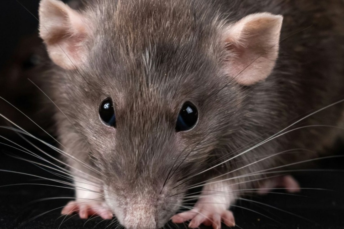 Βρετανία: «Λουκέτο» σε επιχείρηση ‑ Εκτός από κρέατα και πατάτες τηγάνιζε και... ποντικούς