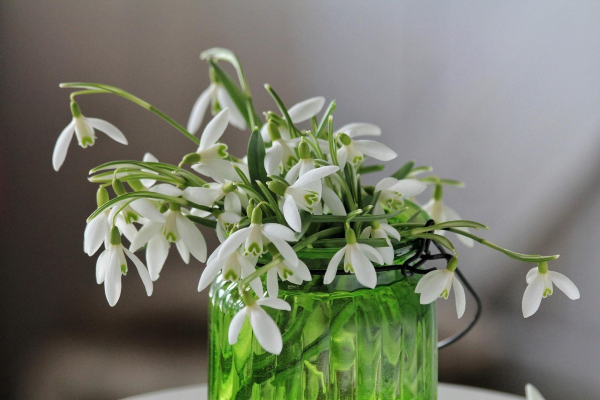 Το φυτό που συμβολίζει νέα αρχή ‑ τέλειο για να μπεις σε winter mood