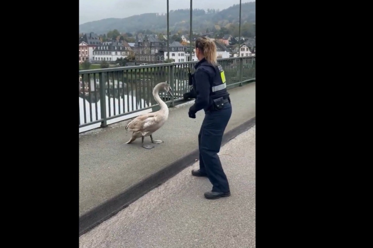 Η γερμανική αστυνομία «συλλαμβάνει» κύκνο και το βίντεο γίνεται viral