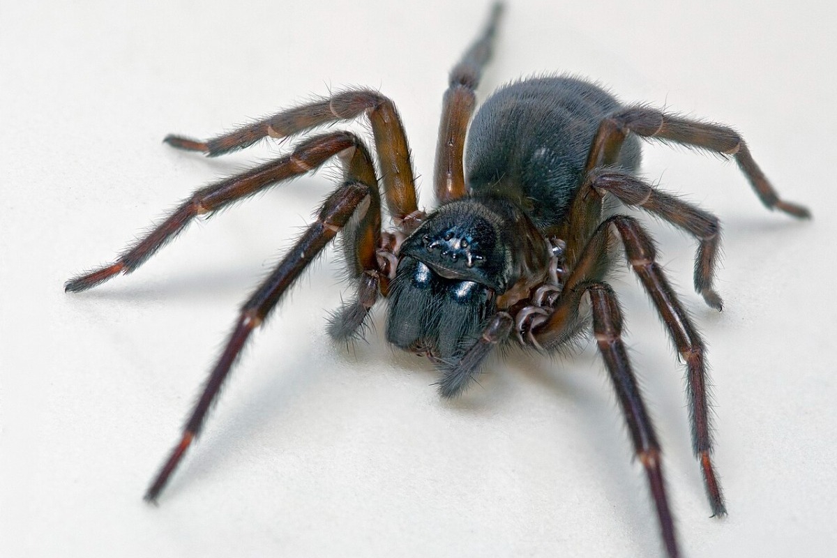 Η αράχνη που «ενσαρκώνει» τη Θεωρία της Εξέλιξης